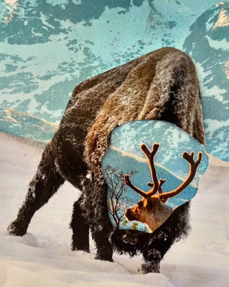 Remembering the Wild Ones by Robin Young A surreal collage of a bear walking in snow, with its torso replaced by a cut-out revealing a reindeer against a mountainous landscape. The layered imagery blends wildlife and scenery, creating a dreamlike, double-exposure effect.